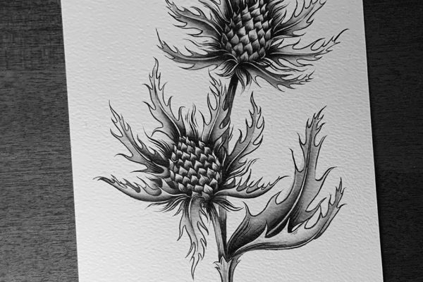 Mermeladadesesos_inktober_Thistle